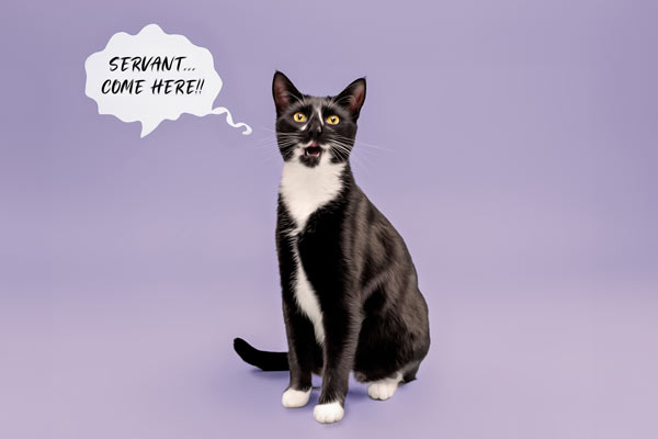 Cat Photographer Franklin TN | Professional Feline Portrait Photography | Moments By T