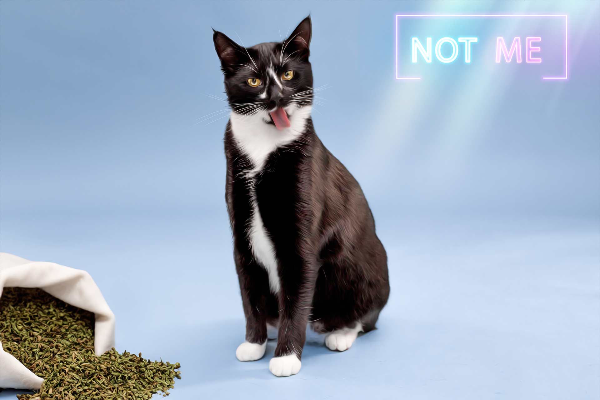 Black and white cat licking himself with a spilled bag of catnip during professional photography session at Moments By T Franklin Tennessee