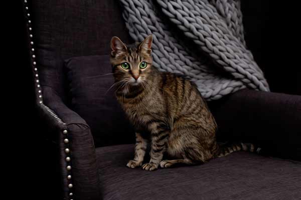 The Boss - Cat Portrait Photography Franklin TN | Moments By T Pet Photography