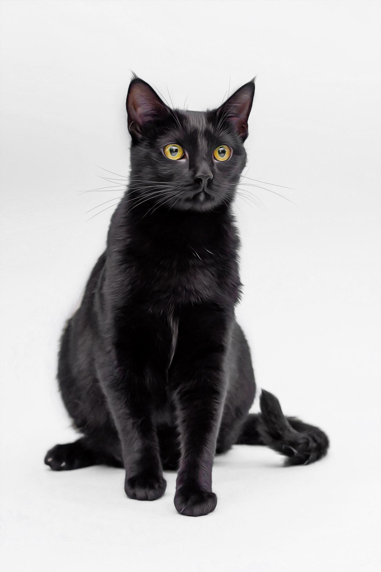 Solid black cat with a white background sitting and looking at the camera during professional sunset farm photography session at Moments By T Franklin Tennessee 