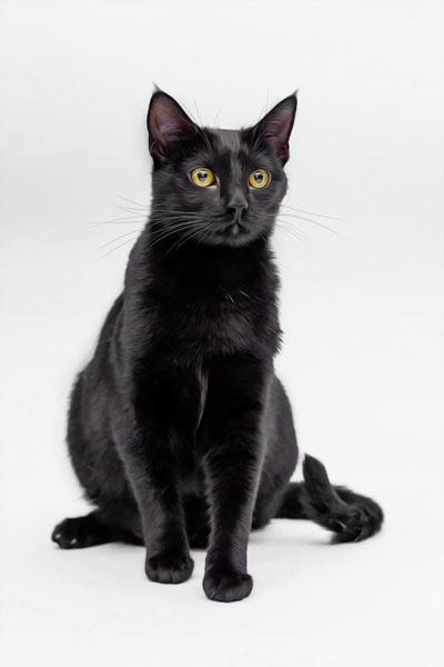 Black as Night | Cat Portrait Photography Franklin TN | Moments By T Pet Photography