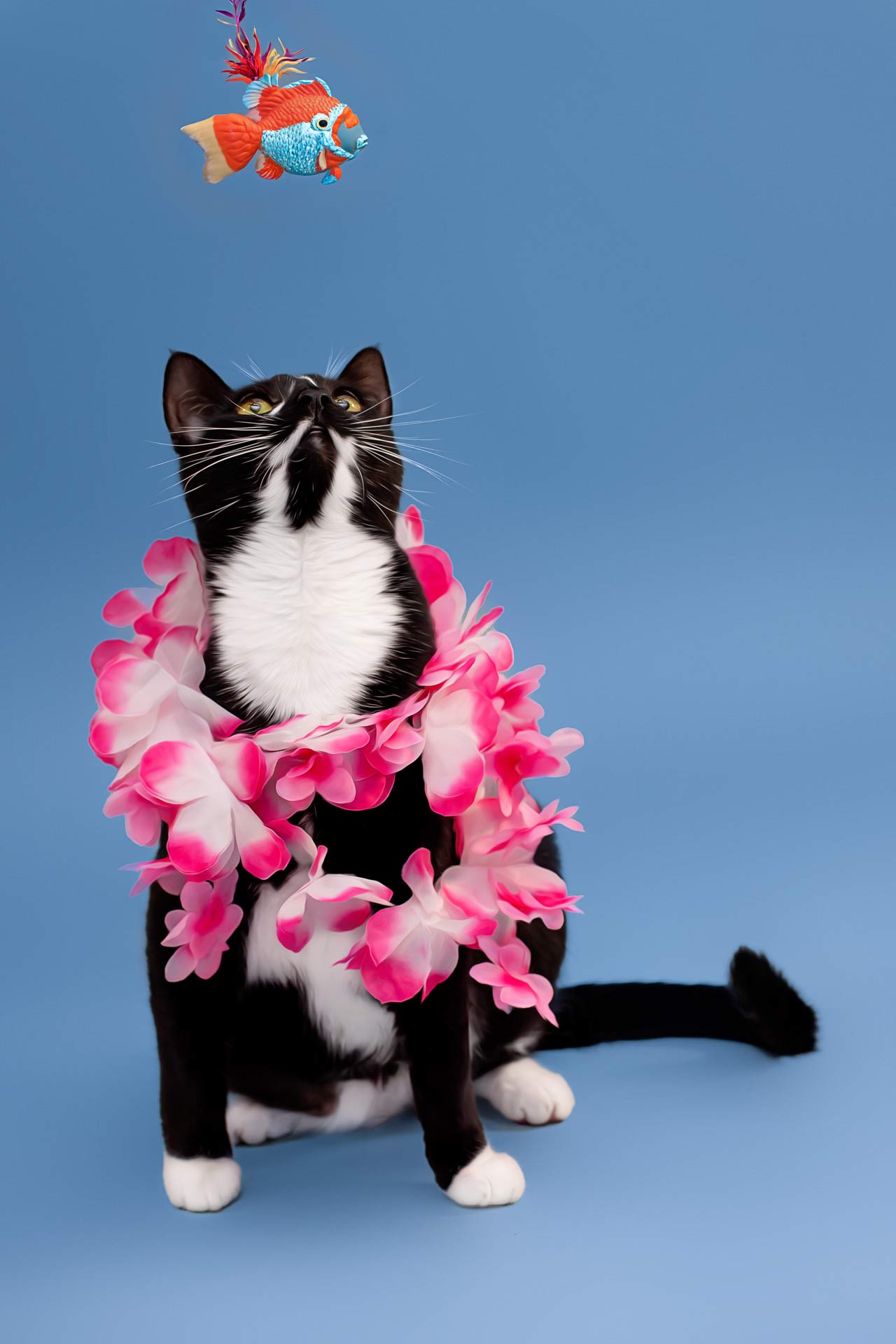 Black and white cat dressed in a Hawaiian costume. Staring at a toy fish during professional sunset farm photography session at Moments By T Franklin Tennessee