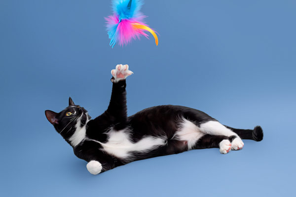 Cat Portrait Photography Franklin TN | Moments By T Pet Photography