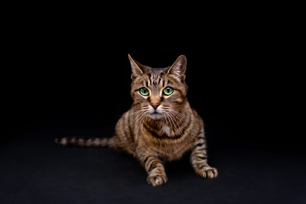 Tabby Cat Portrait Photography Franklin TN | Moments By T Pet Photography