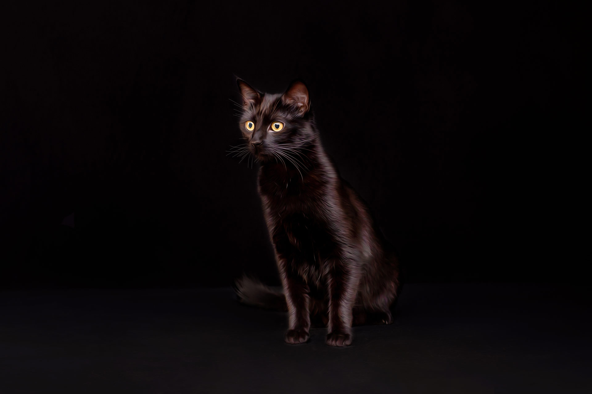 Solid black cat with a black background sitting and looking at the camera during professional sunset farm photography session at Moments By T Franklin Tennessee 