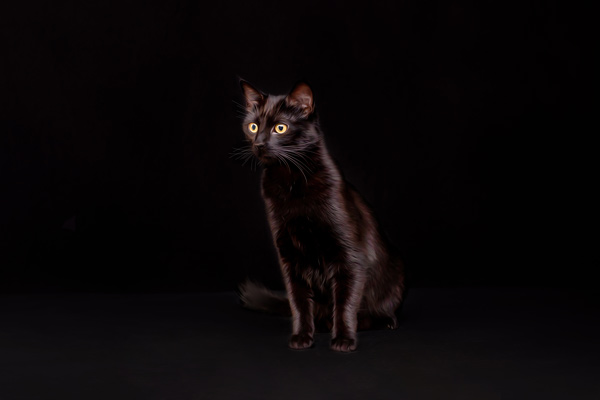 Black Cat Portrait Photography in Franklin TN | Moments By T Pet Photography