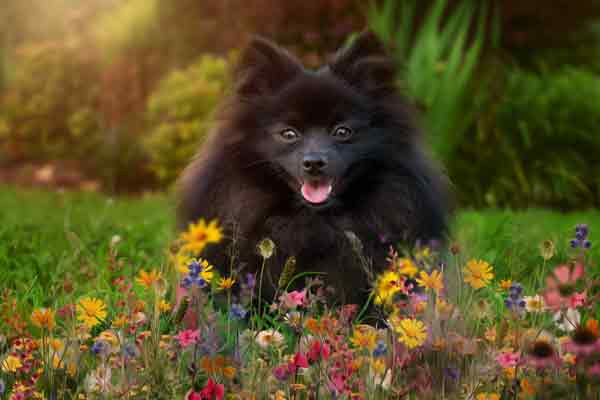 Pomeranian Dog Photographer Franklin TN | Pet Portrait Photography | Moments By T