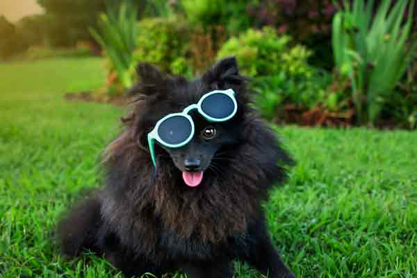 Pomeranian Dog Photographer Franklin TN | Pet Portrait Photography | Moments By T