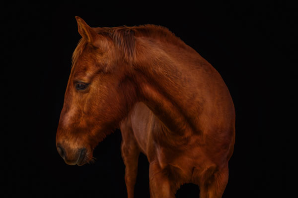 Equine Headshot Photographer Franklin TN | Horse Portrait Photography | Moments By T